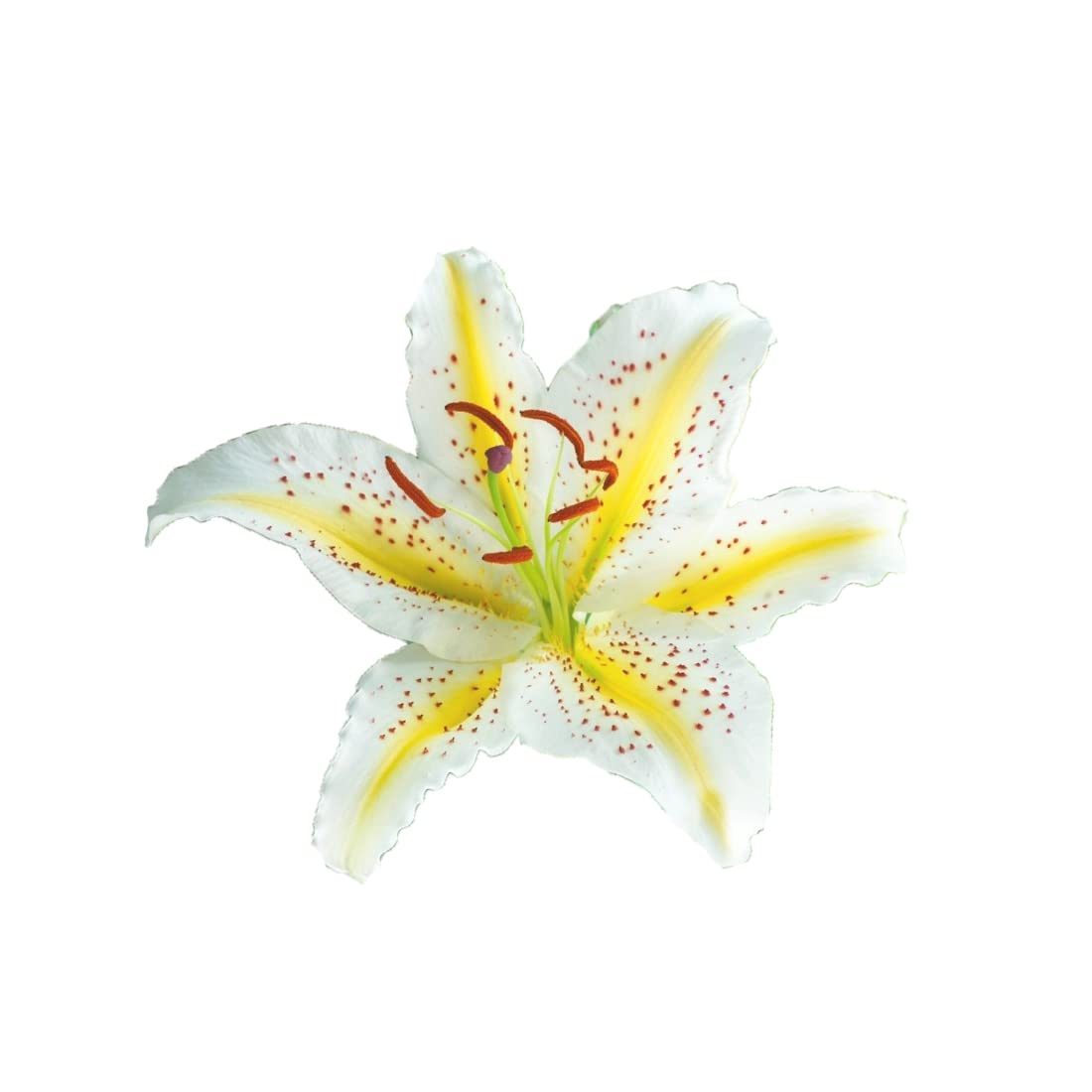 Futaba Lily Flower Seeds-White and Yellow-100Pcs