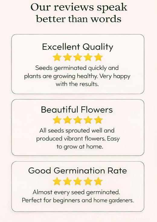 Ornamental/Flowering Kale Flower Seeds Pack Of 30 | Indoor And Outdoor | for Planting in Home Kitchen Terrace Balcony Gardening - Image 6