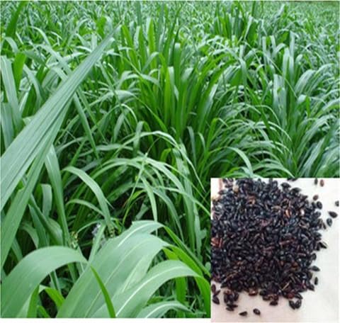 Super Napier Hybrid Multicut Grass Seeds for Livestock Feed and Forage Cultivation Suitable for Field Farming Pack of 50g