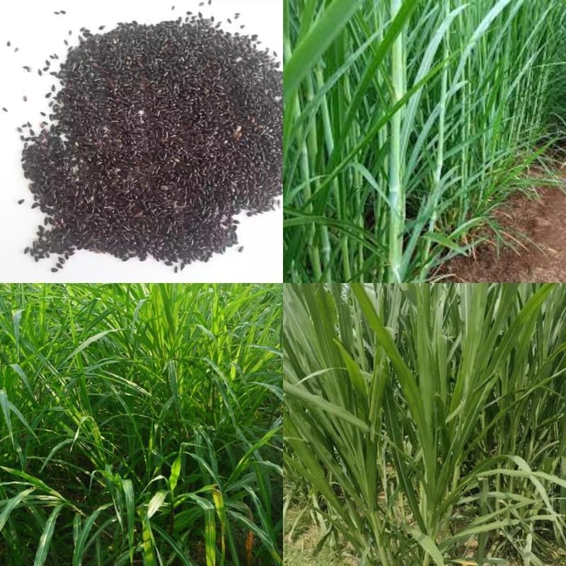 Super Napier Hybrid Multicut Grass Seeds for Livestock Feed and Forage Cultivation Suitable for Field Farming Pack of 50g - Image 4