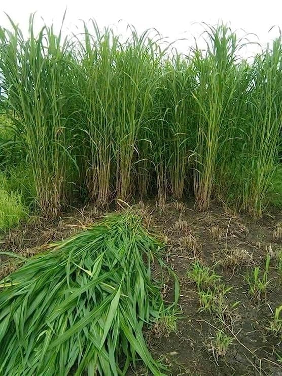 Super Napier Hybrid Multicut Grass Seeds for Livestock Feed and Forage Cultivation Suitable for Field Farming Pack of 50g - Image 3