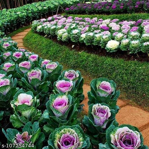 Ornamental/Flowering Kale Flower Seeds Pack Of 30 | Indoor And Outdoor | for Planting in Home Kitchen Terrace Balcony Gardening
