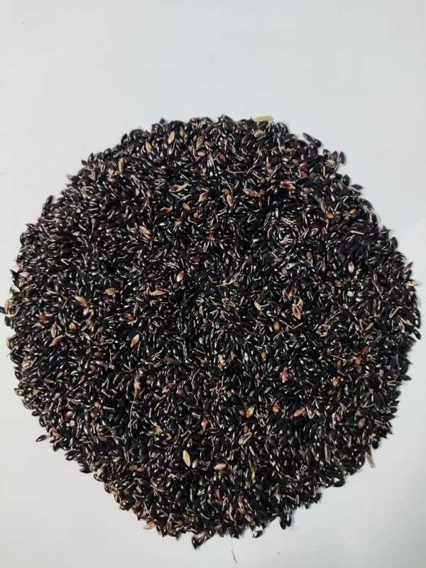 Super Napier Hybrid Multicut Grass Seeds for Livestock Feed and Forage Cultivation Suitable for Field Farming Pack of 50g - Image 2