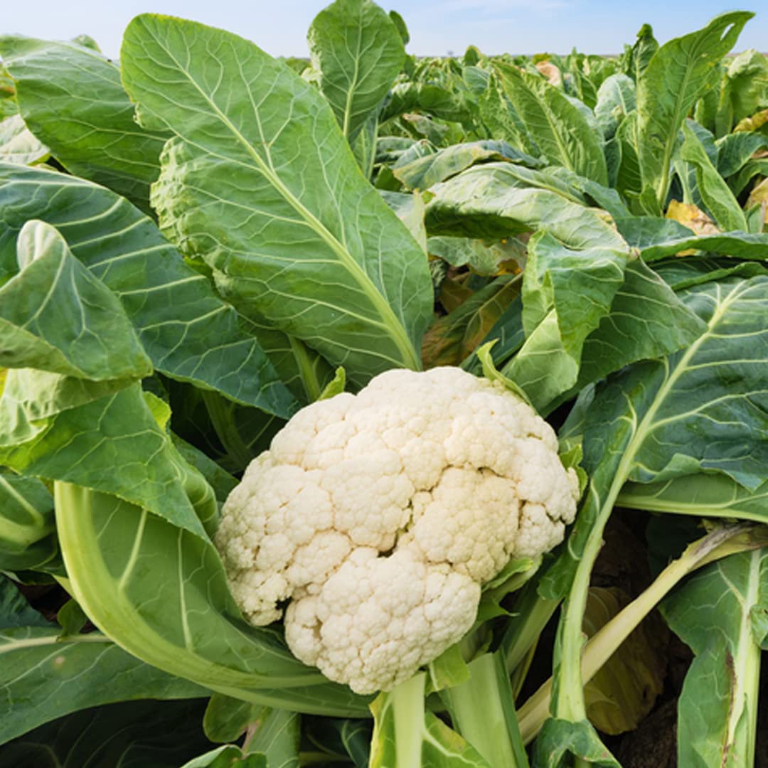 TrustBasket Cauliflower (OP/Desi) Seeds with Free Germination Potting Soil Mix - Image 2