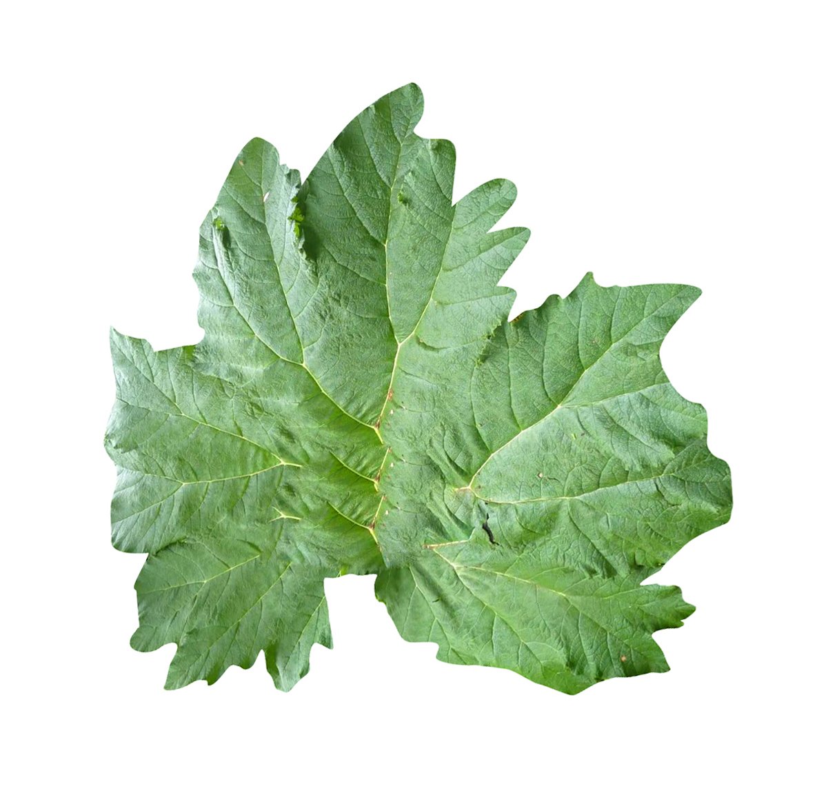 Futaba Gunnera Manicata Seeds - 50Pcs - Image 2