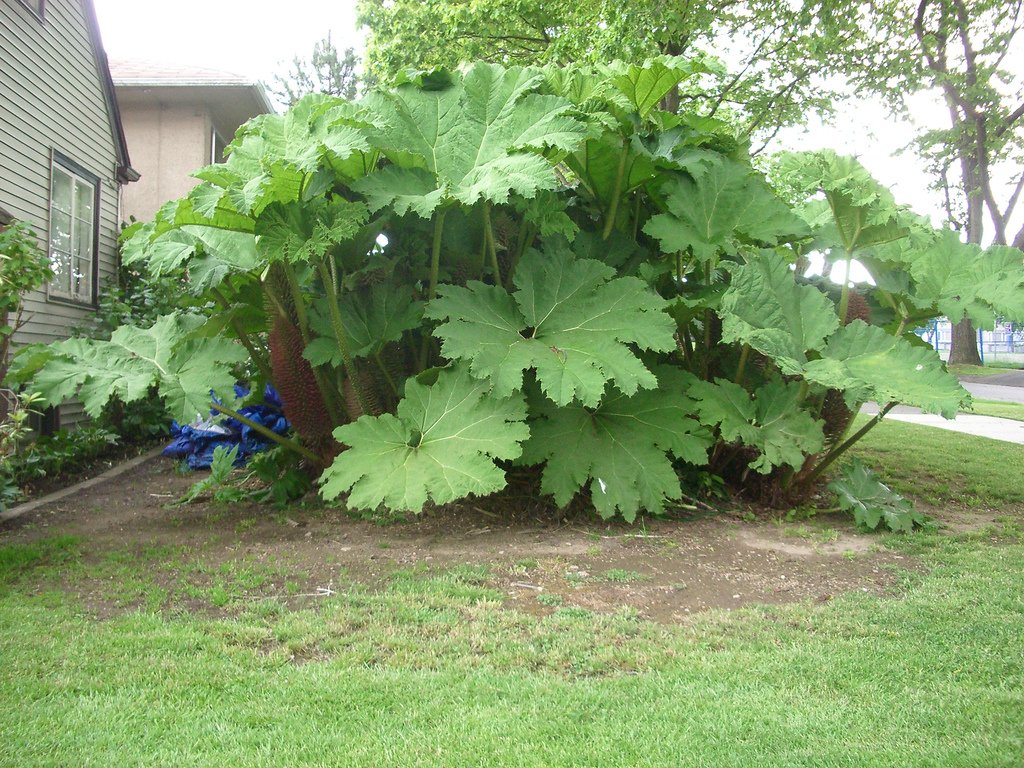 Futaba Gunnera Manicata Seeds - 50Pcs - Image 3